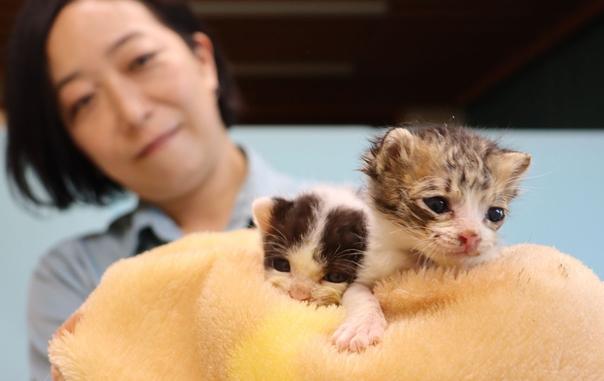 京都動物愛護センターへの収容後、動物病院が一時的に預かることになった２匹の子猫（京都市南区）
