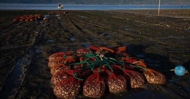 A catch of oysters and clams at Taylor Shellfish Farms on the Samish Bay near Bellingham, Wash., during low tide.