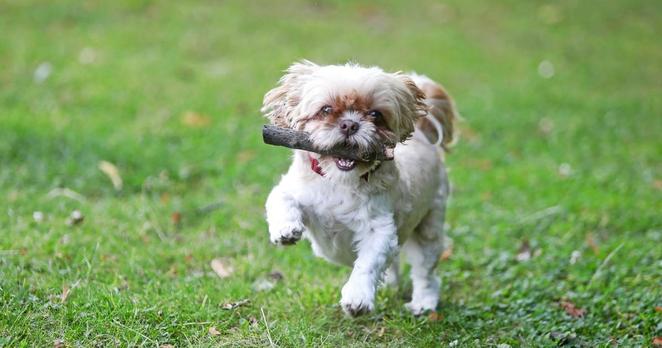 Das hat Wuppertal für Hunde zu bieten