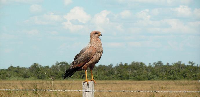 Savanna hawk is a widespread species that invades formerly forested areas after clearance