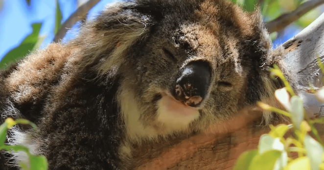 ACF warns weak nature laws risk repeating decades of destruction