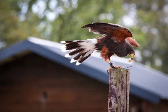 Der Wüstenbussard Maria sitzt auf einem Pfahl und frisst ein Küken
