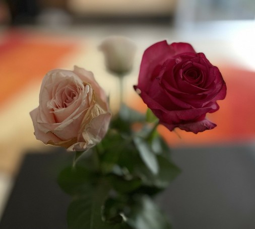 Drei Rosen in der Vase.