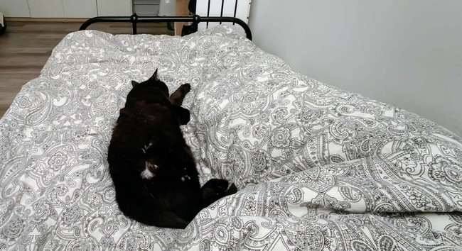 A black cat is stretched out right in the center of a blanket on a bed. A big lump under one side the blanket is a person that only occupates about one third of the available space at the edge of the bed.