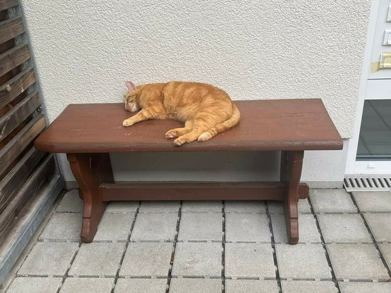 Cat lying on a bench 