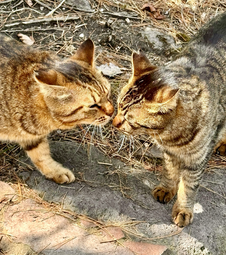zwei getigerte freilebende Katzen stehen sich gegenüber und schnuppern und schmusen einander