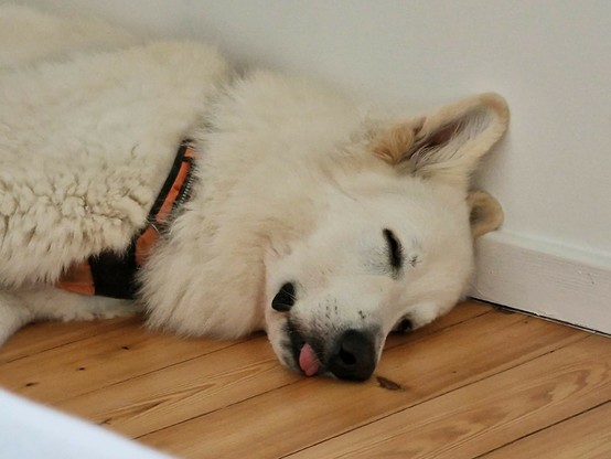 My white swiss shepherd dog lies sleeping on the floor and makes the perfect blep.