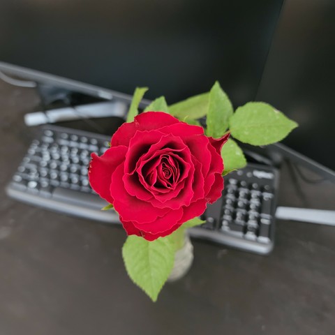 A red rose above a slightly blurry keyboard on a desk ...