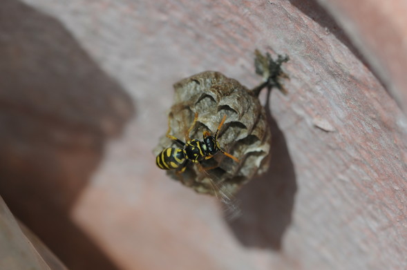 Eine Wespe die sich im Innenraum eines Blumentopfes entschieden hat eine Wabe zu bauen. Die Wabe hängt von Rechts Oben nach Links unten und ist mit einem 