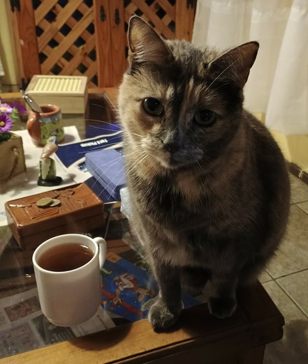 gata sentada a la derecha de un jarro de café (Sobre la mesa de centro,vidriada) foto gunckelie