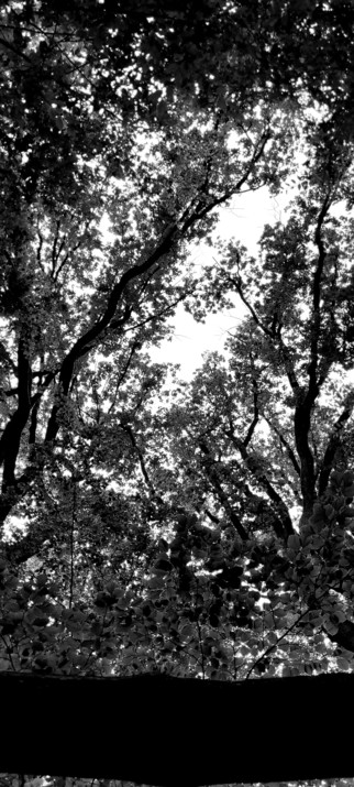 Sich ineinander verästelnde Bäume gegen den Himmel fotografiert, in schwarzweiß 