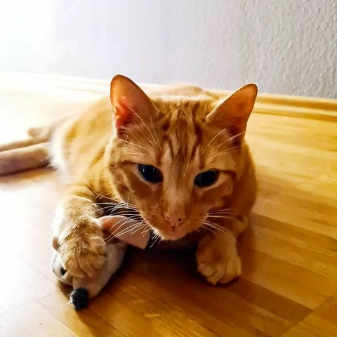 Cat with a stuffed mouse under her right paw.