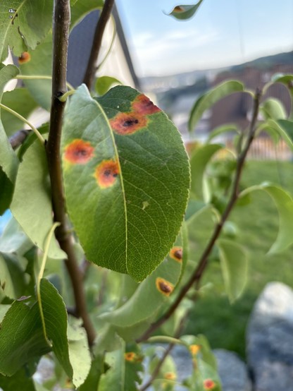 blatt eines birnenbaumes