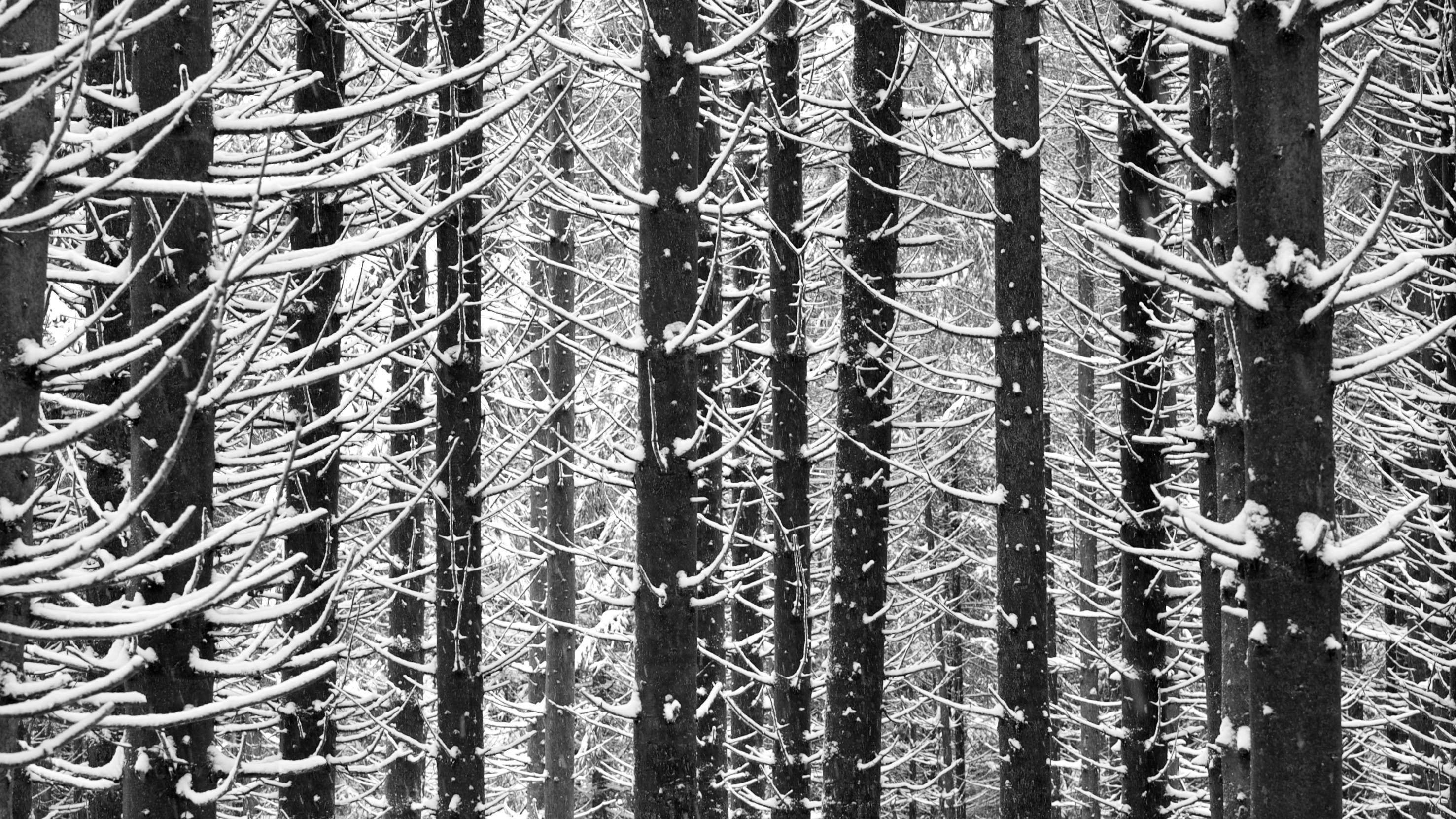 Fotografie von dunklen Baumstämmen im Winter mit kahlen schneebedeckten Ästen. Es entsteht optisch ein vertikales schwarz-weiß Muster. Fotografie von dunklen Baumstämmen im Winter mit kahlen schneebedeckten Ästen. Es entsteht optisch ein vertikales schwarz-weiß Muster.
