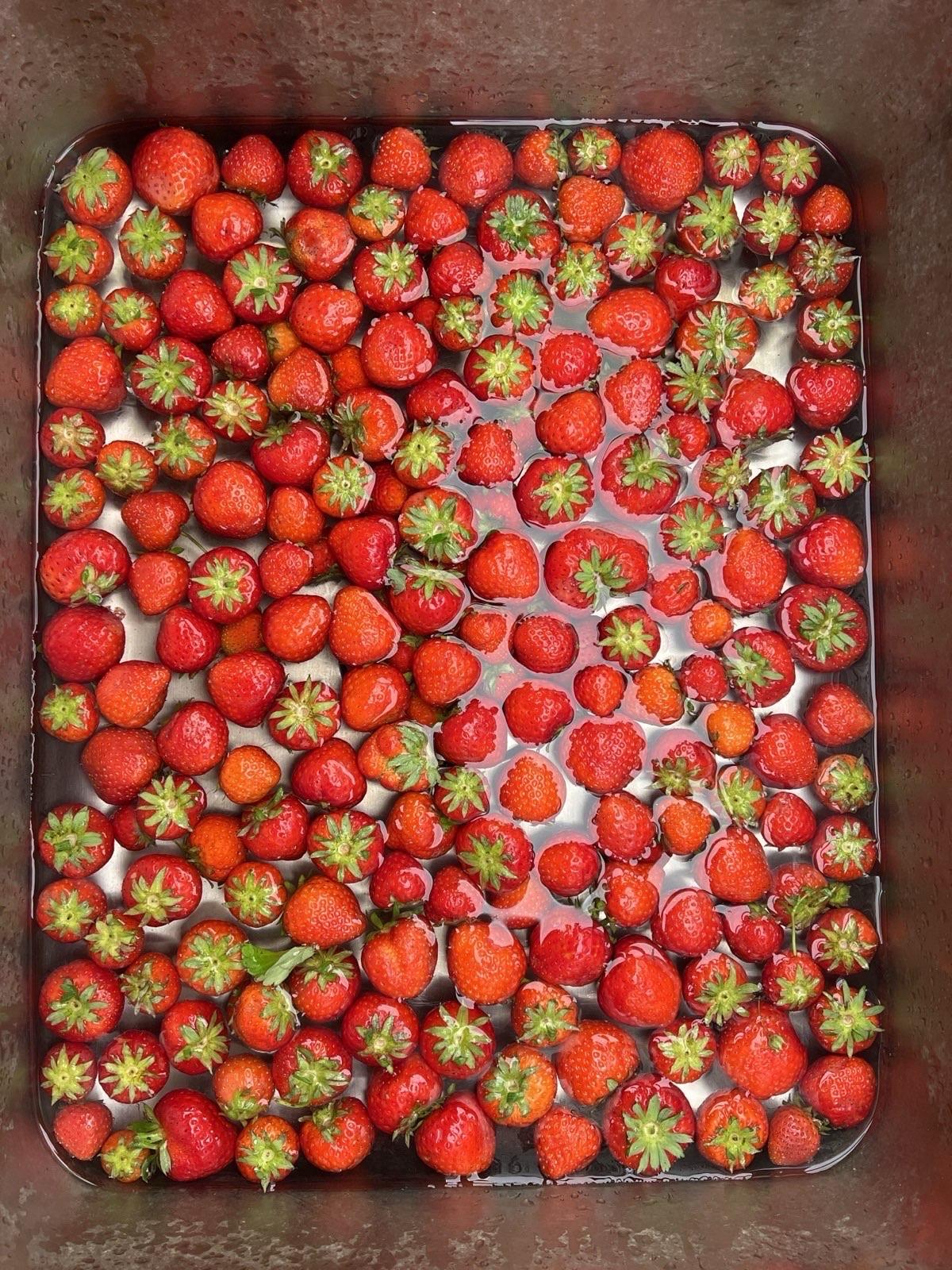 Bild von oben in eine Küchenspüle aus Edelstahl. Die ganze Spüle ist voll mit frischen Erdbeeren, die im Wasser schwimmen. Bild von oben in eine Küchenspüle aus Edelstahl. Die ganze Spüle ist voll mit frischen Erdbeeren, die im Wasser schwimmen.
