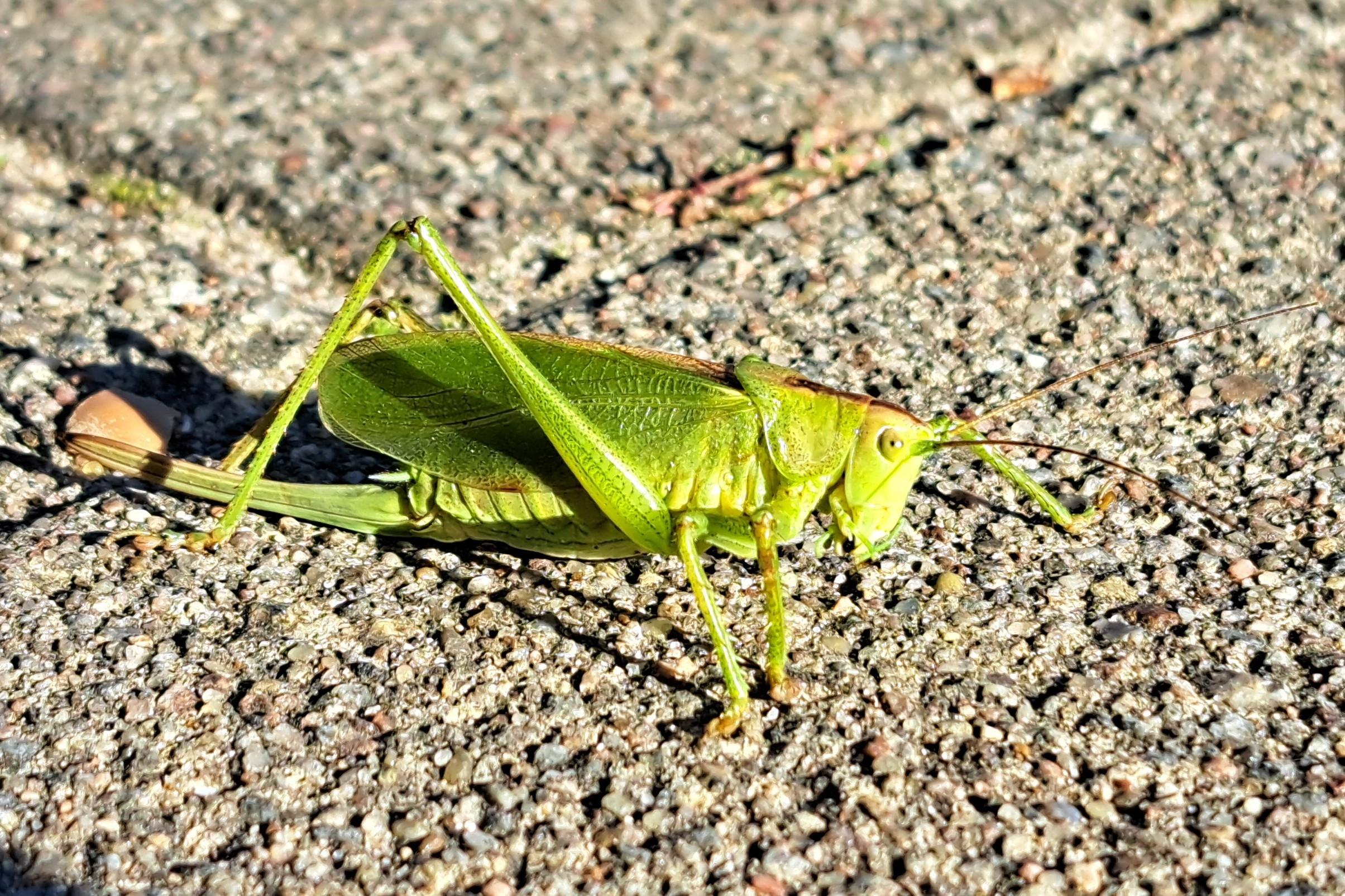 Ein großer grüner Grashüpfer auf rauhen Pflastersteinen. Die Hinterbeine zum Sprung bereit angewinkelt.