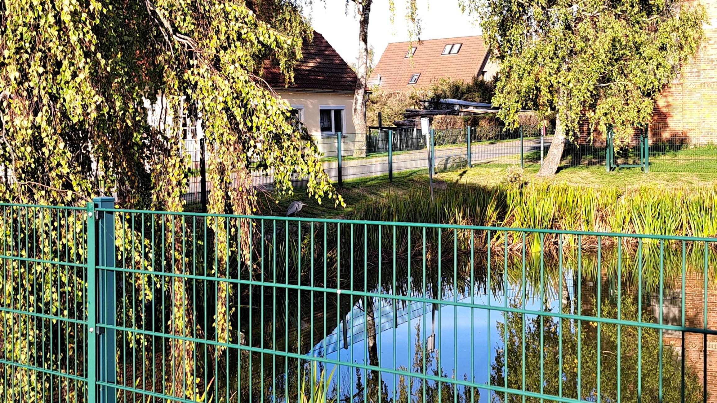 Ausschnitt eines eingezäunten rechteckigen Feuerlöschteiches. Im Vordergrund ein Stabmattenzaun hinter dem die grün blaue Wasseroberflächezu sehen ist. Im linken Drittel sind die Zweige einer Weide. Am linken Ufer, knapp über dem Zaun im Bild, steht ein Graureier mit eingezogenem Kopf und schaut auf das Wasser. Er ist dort recht verdeckt. Hinter linkem Ufer und Zaun führt eine schmale Straße entlang, dahinter stehen zwei Häuser. An der hinteren Ecke des Teiches steht ein grüner Baum.