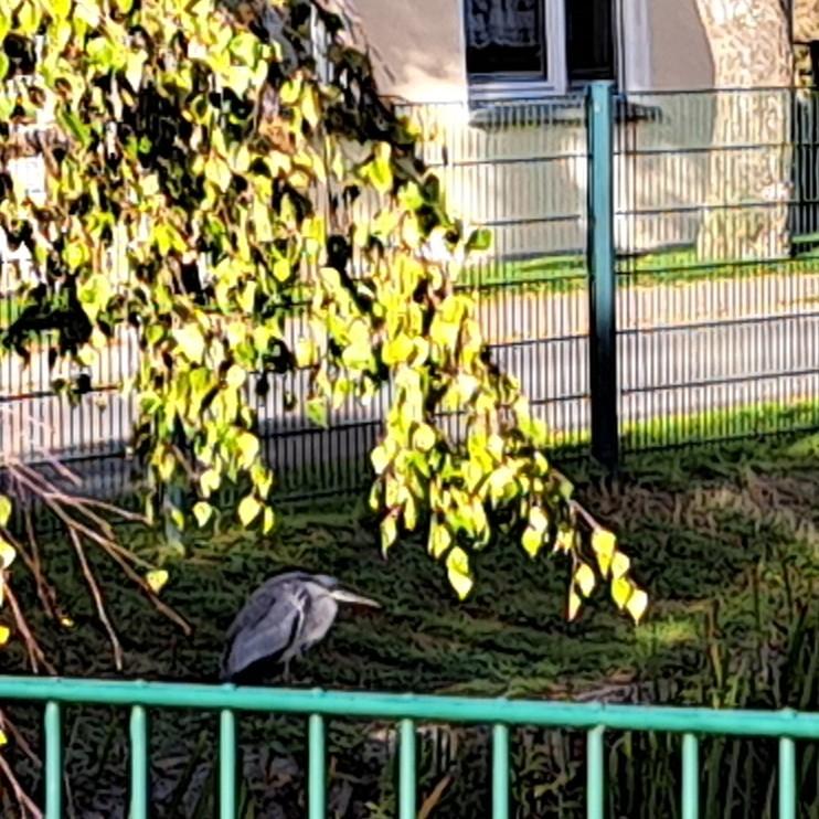Ein Graureier im Schatten eines Baums. Dahinter ein grüner Zaun und eine Hauswand mit Fenster.